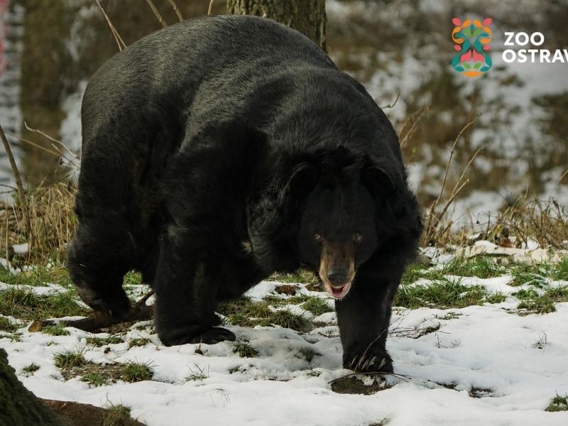 News - The Asian Black Bear and BONATRANS: Together for the Second Year
